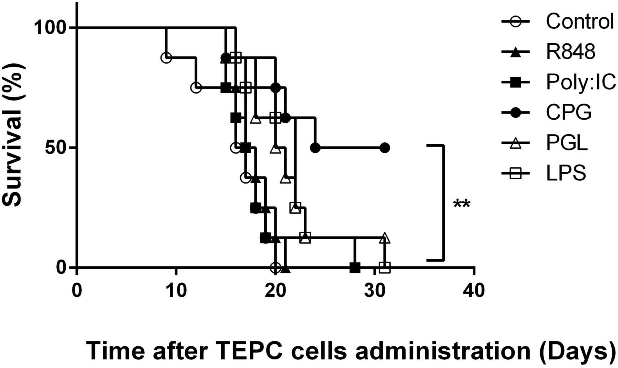 Inhibition of IL-12 heterodimers impairs TLR9-mediated prevention of early mouse plasmacytoma cell growth